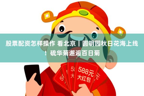 股票配资怎样操作 看北京｜圆明园秋日花海上线！硫华菊邂逅百日菊
